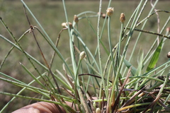 Fimbristylis tetragona